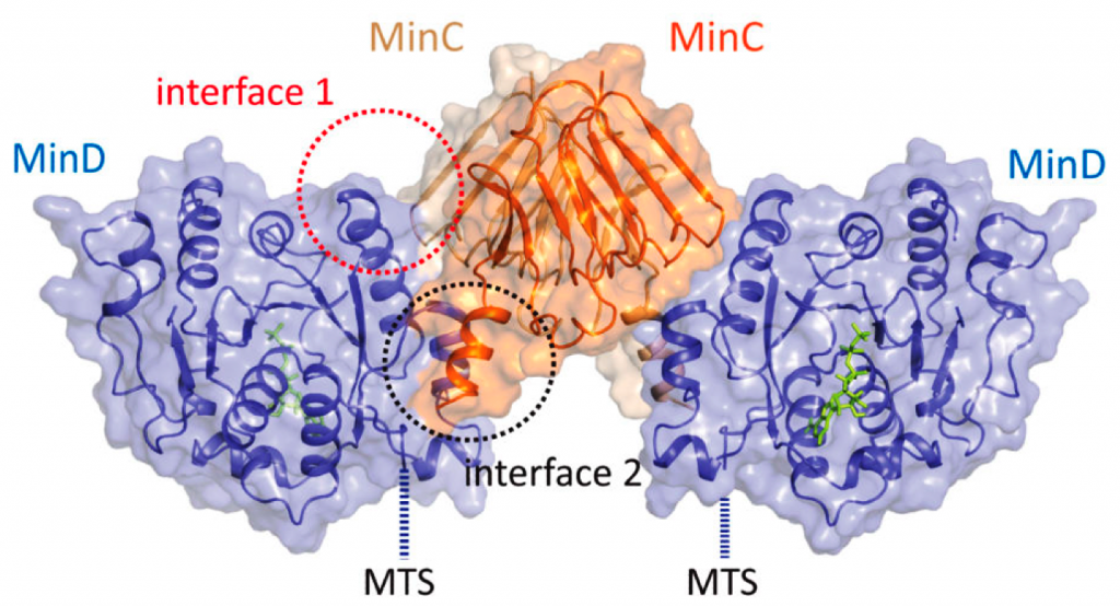 Minc Method Research – Ghosal lab